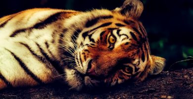Significado de soñar con Tigres